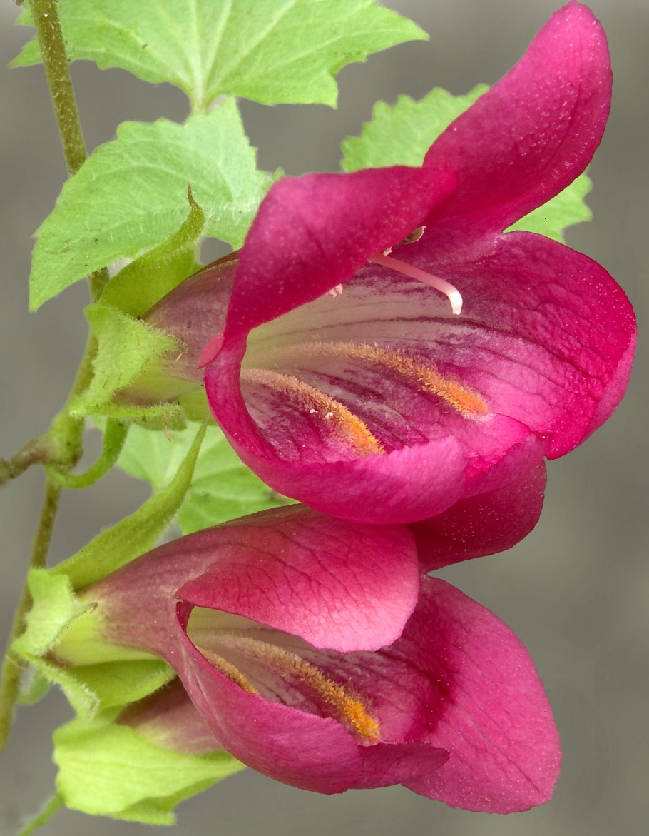 Flowers growing on Vine