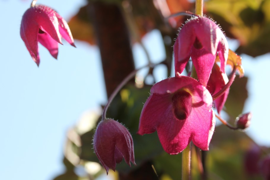 Родохитон Родос