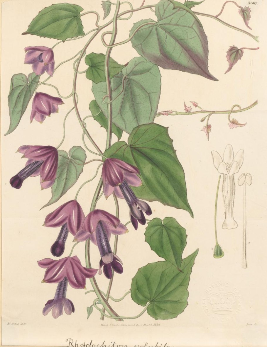 Аристолохия маньчжурская