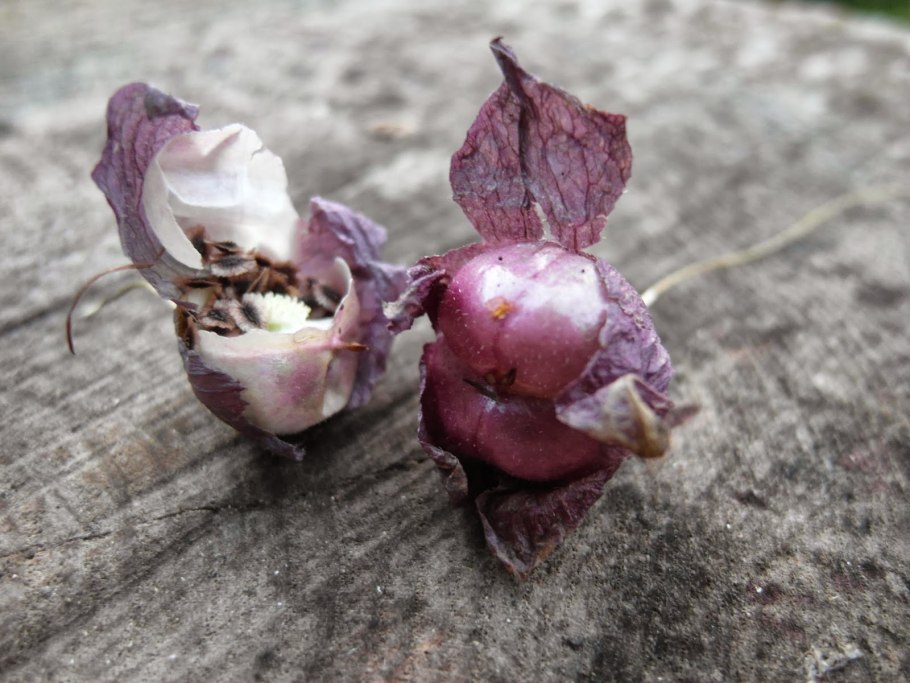 Цветок Лиана бугенвиллия