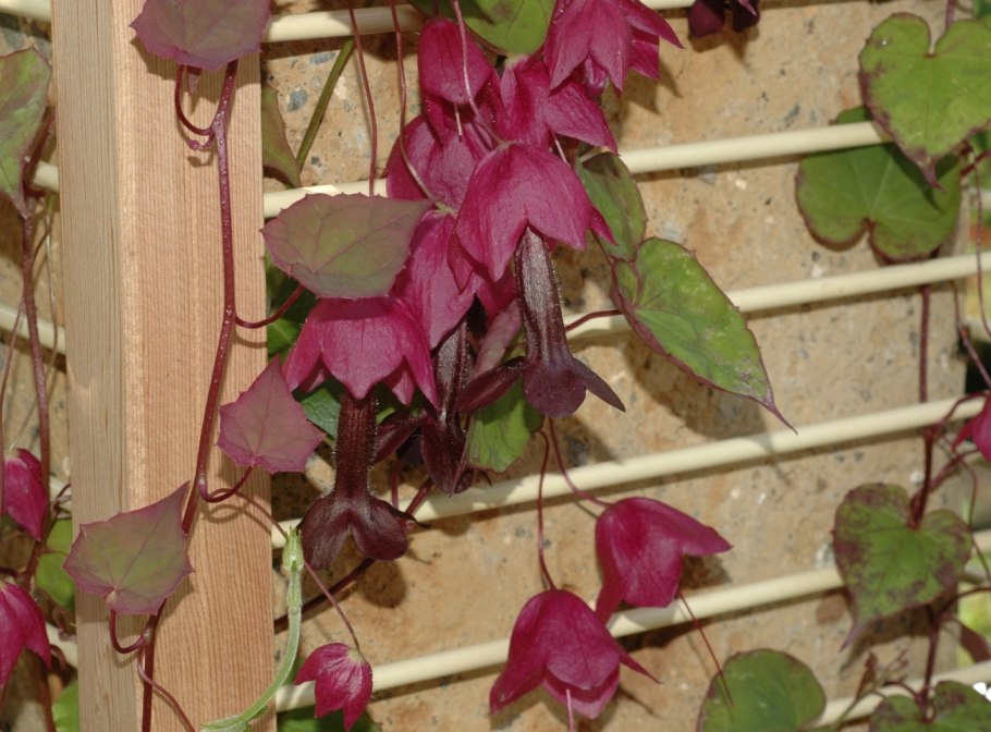 Родохитон Purple Bells