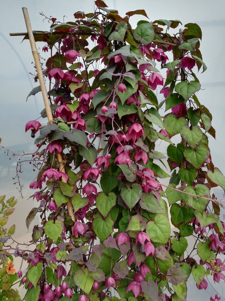 Родохитон вьющаяся Лиана