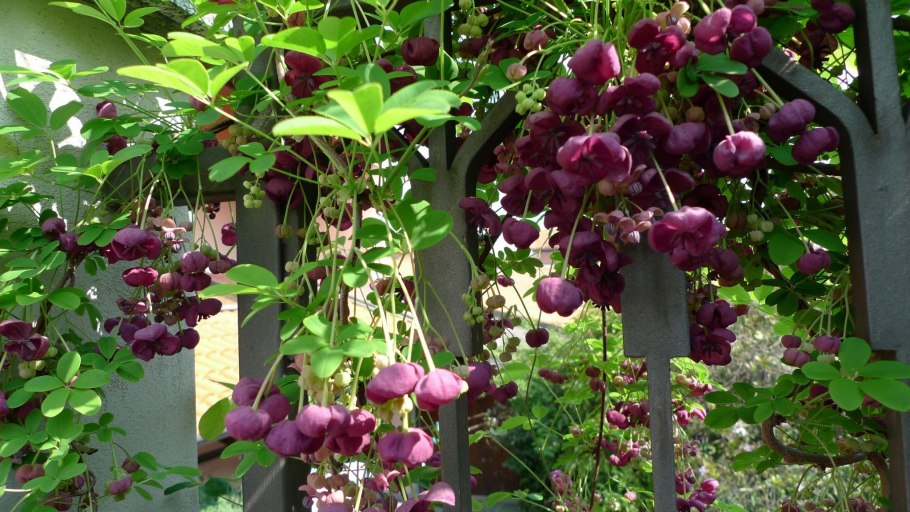 Ипомея Лиана