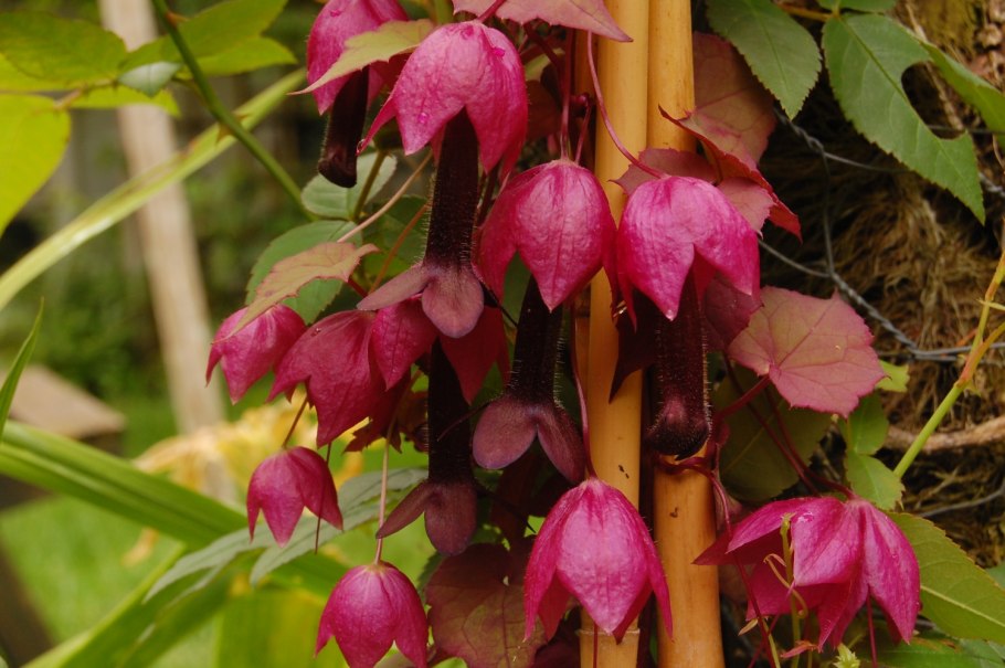 Родохитон пурпурные фонарики