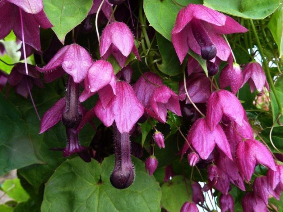 Родохитон темно-Кровавый Родос