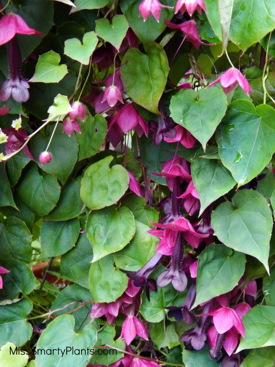 Родохитон Bell Vine