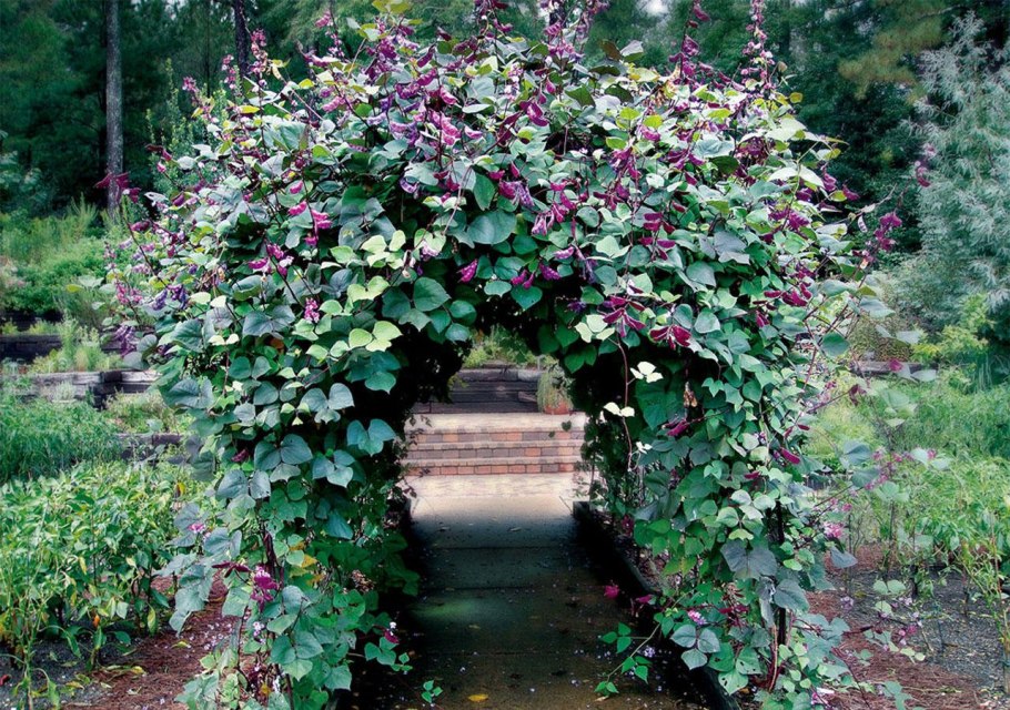 Акебия пятерная