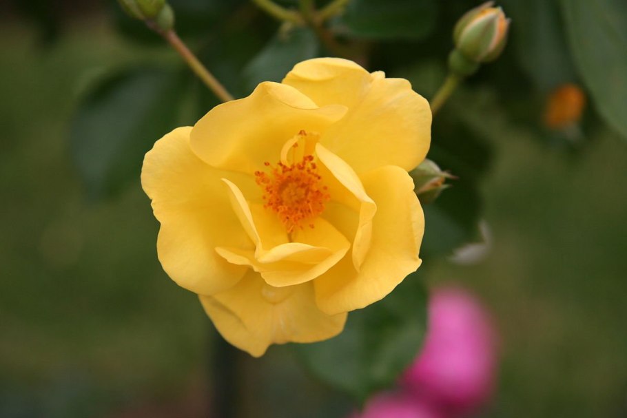 Шиповник Мичуринский