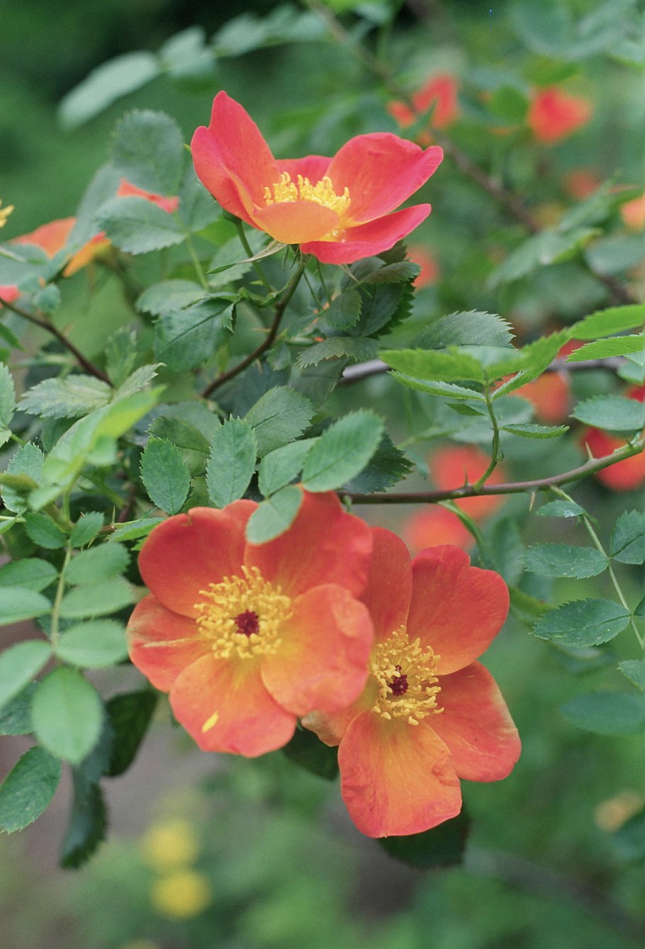 Роза Фетида биколор