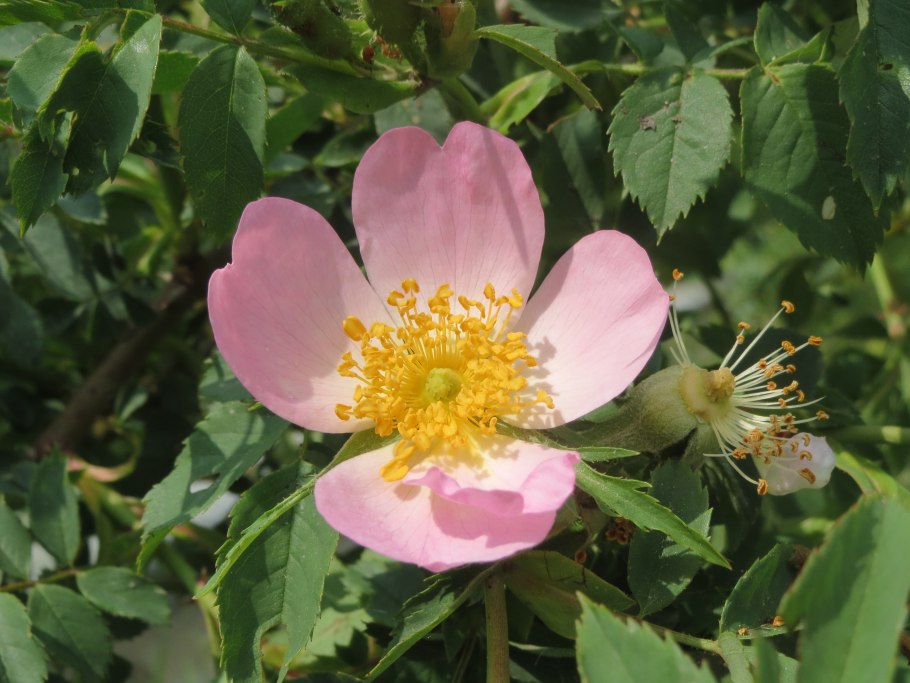 Rosa woodsii