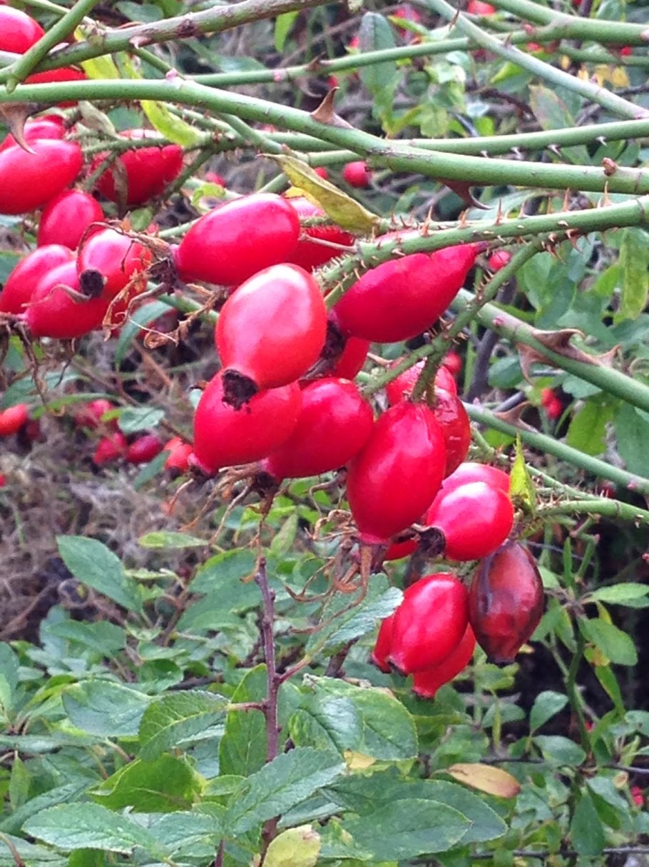 Роза шиповник желтая китайская Золотая