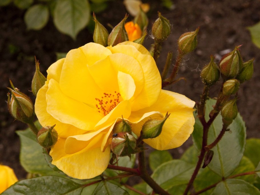 Желтый шиповник Капуцинская роза