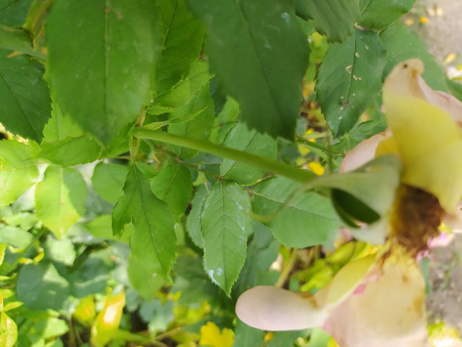 Шиповник красно-бурый