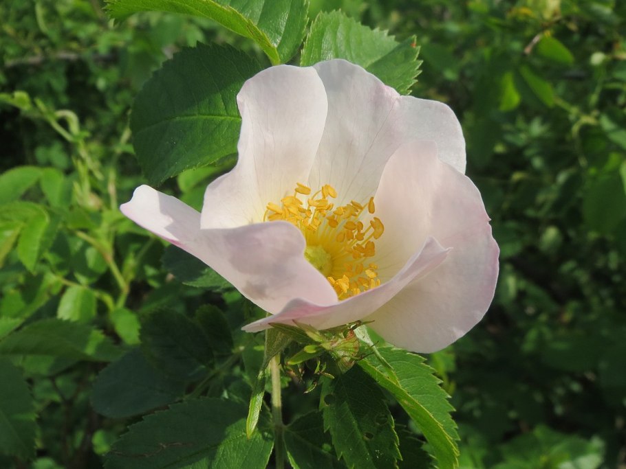 Шиповник Дикая роза