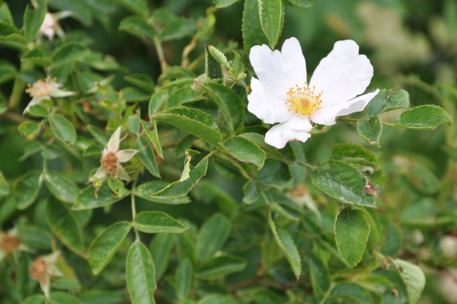 Болезни шиповника