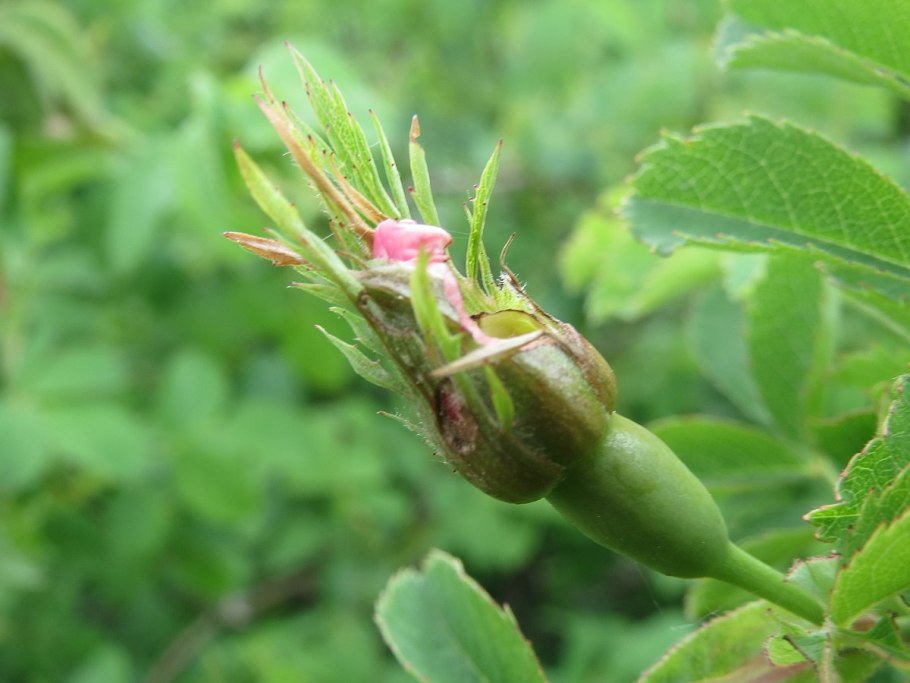 Желтый шиповник Капуцинская