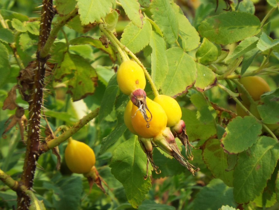 Желтый шиповник