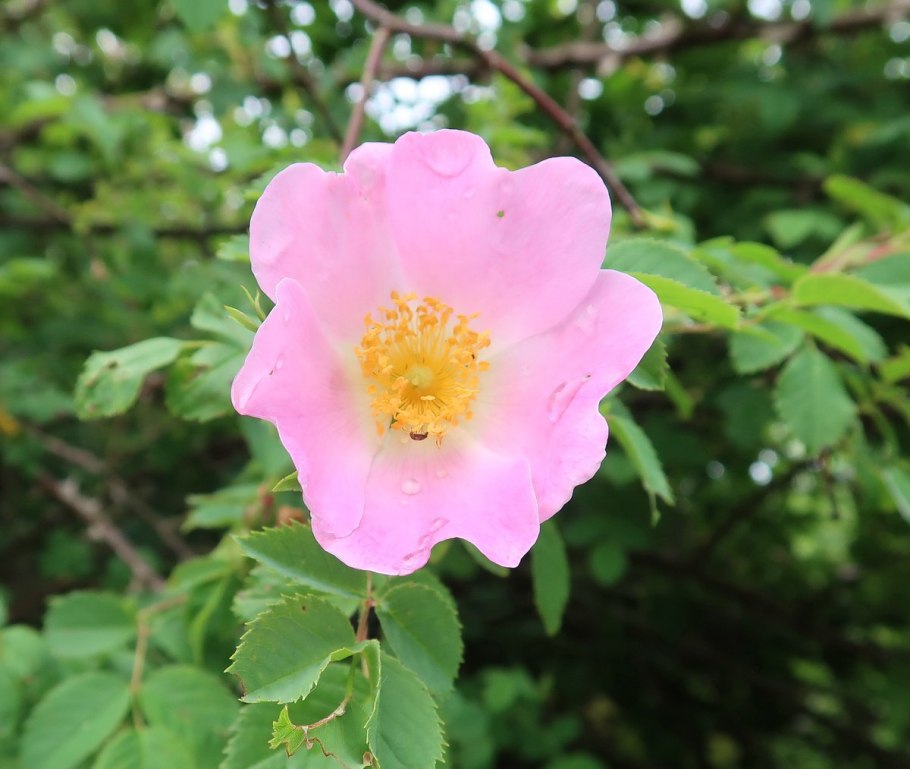 Шиповник розовидный