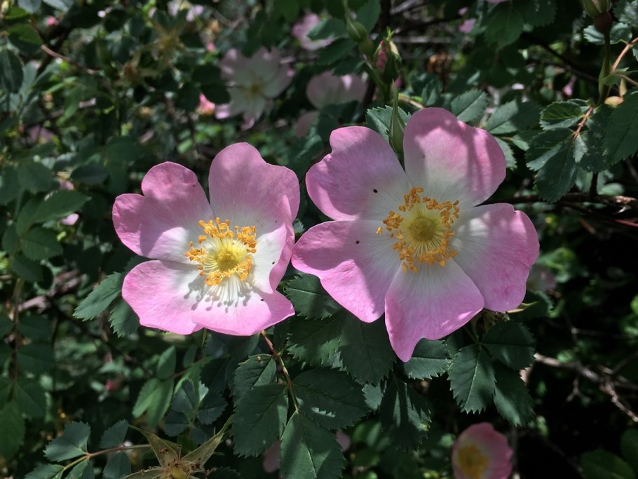 Rosa Canina роза
