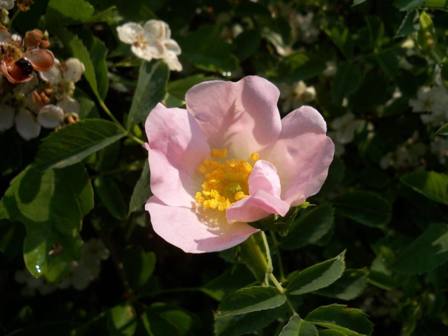Роза эглантерия (Rosa rubiginosa)