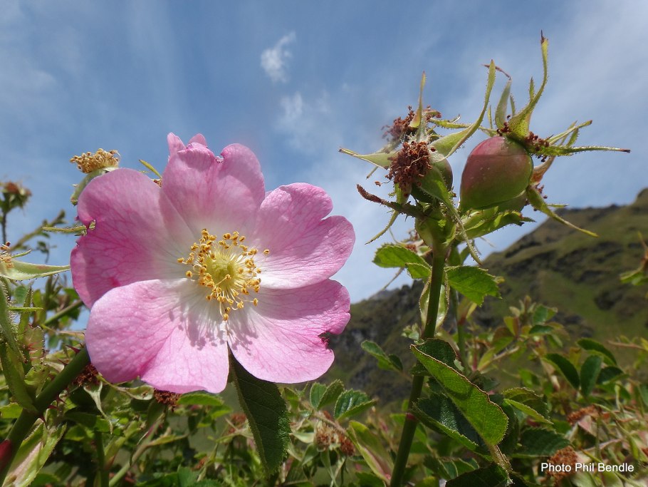 Роза иглистая плод