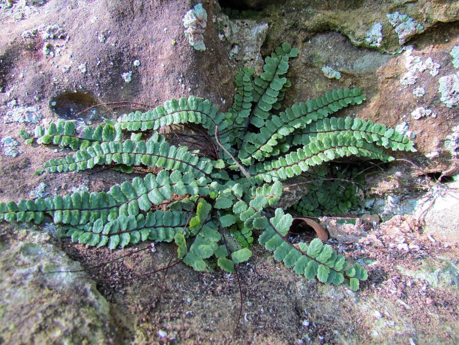 3. Орляк обыкновенный (Pteridium aquilinum)