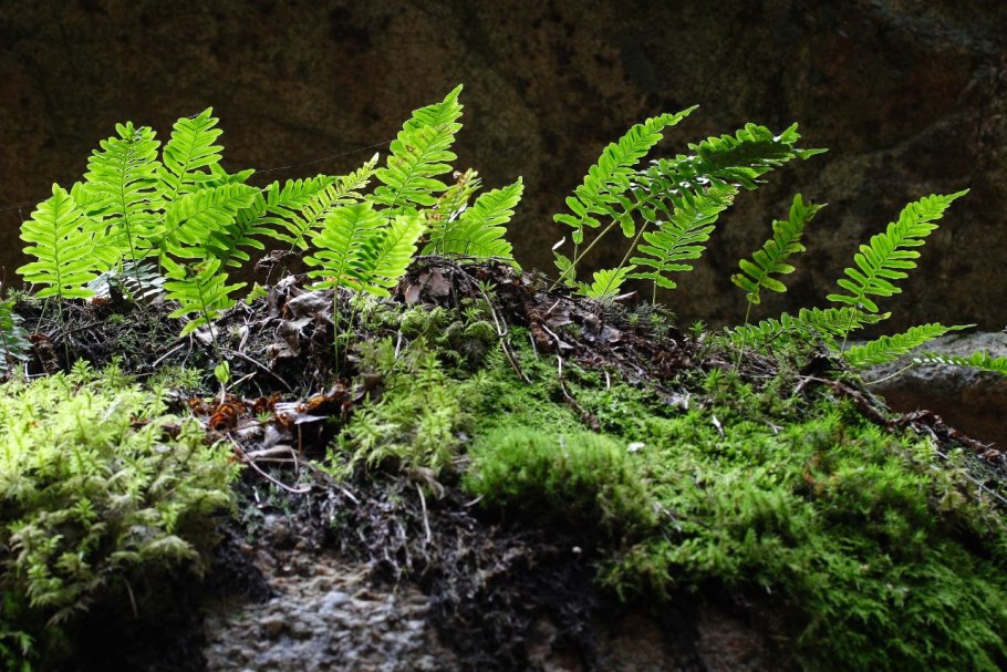 . Асплениум перистонадрезанный( Asplenium onopteris)