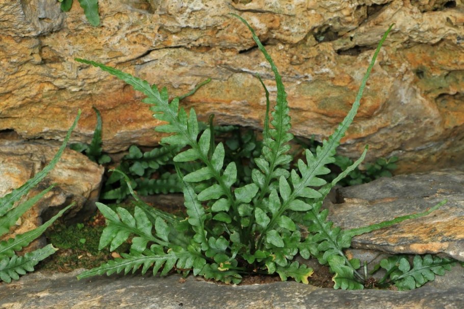 Папоротник Костенец (Asplenium)