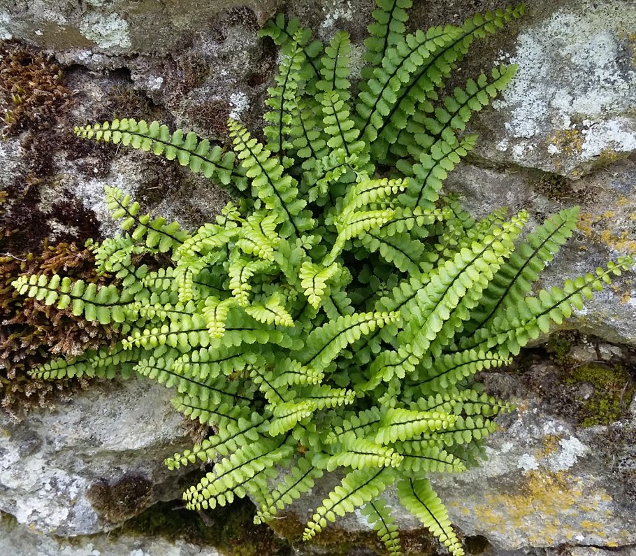 Ирина Костенец