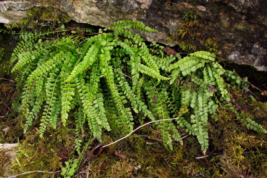 Костенец (папоротник)