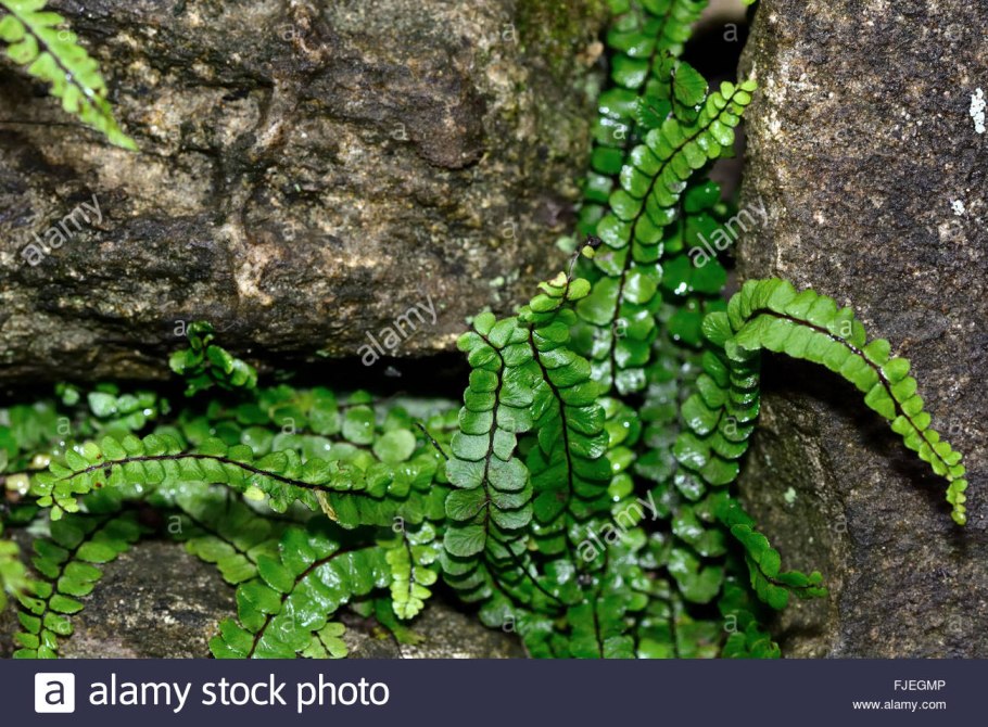 Папоротник Многорядник верхоплодный