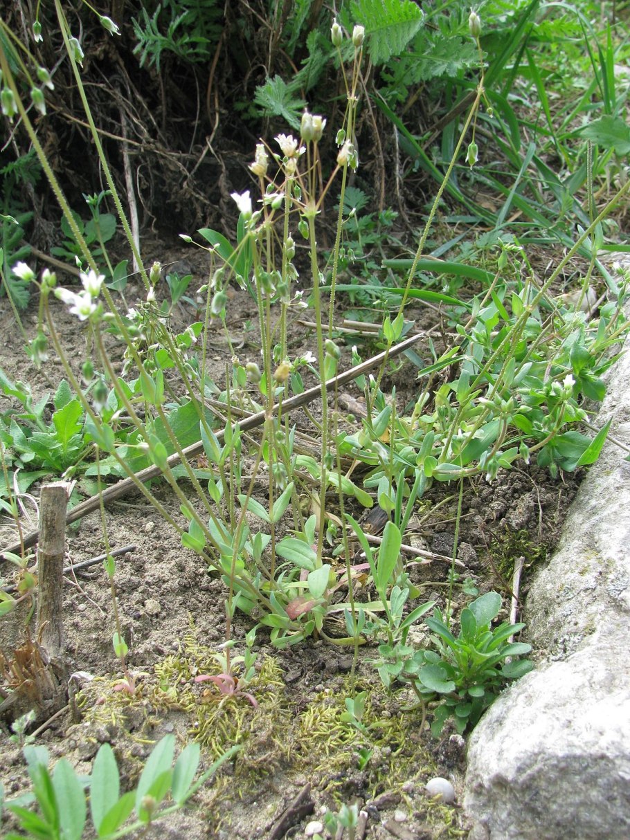 Костенец зелёный