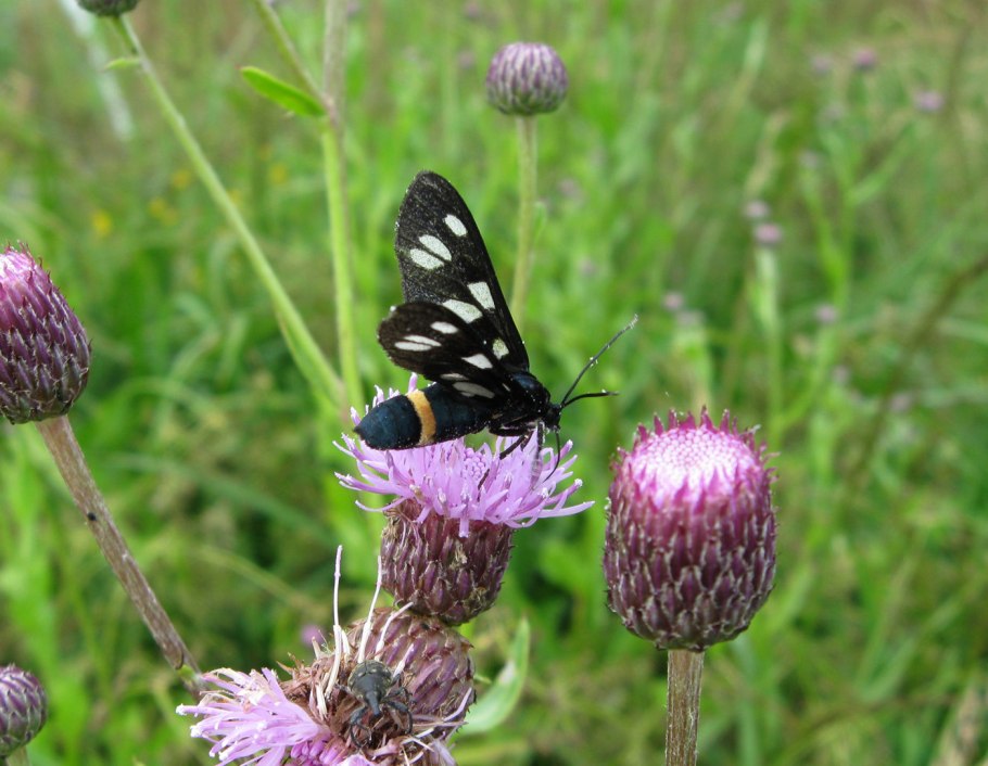 Большая Ольхонская птица