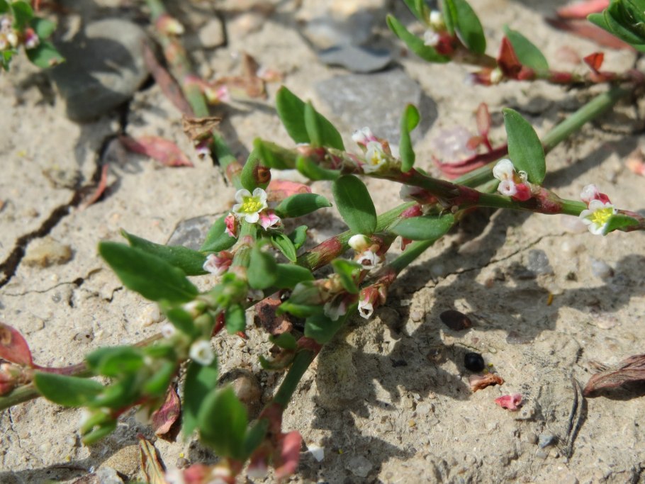 Зубчатка обыкновенная фото