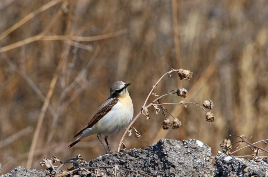 Обыкновенная Каменка рязанщина
