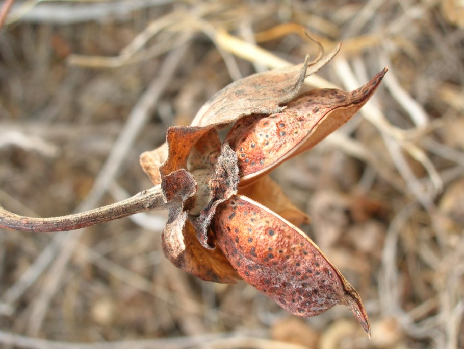 Обыкновенной каменки Oenanthe Oenanth