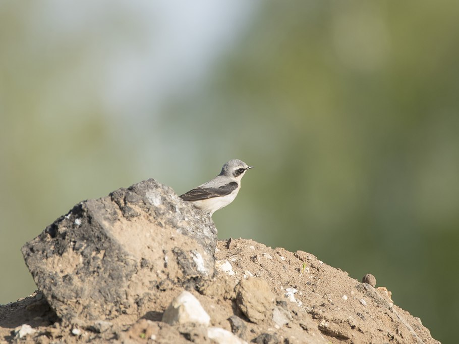Увядший тысячелистник