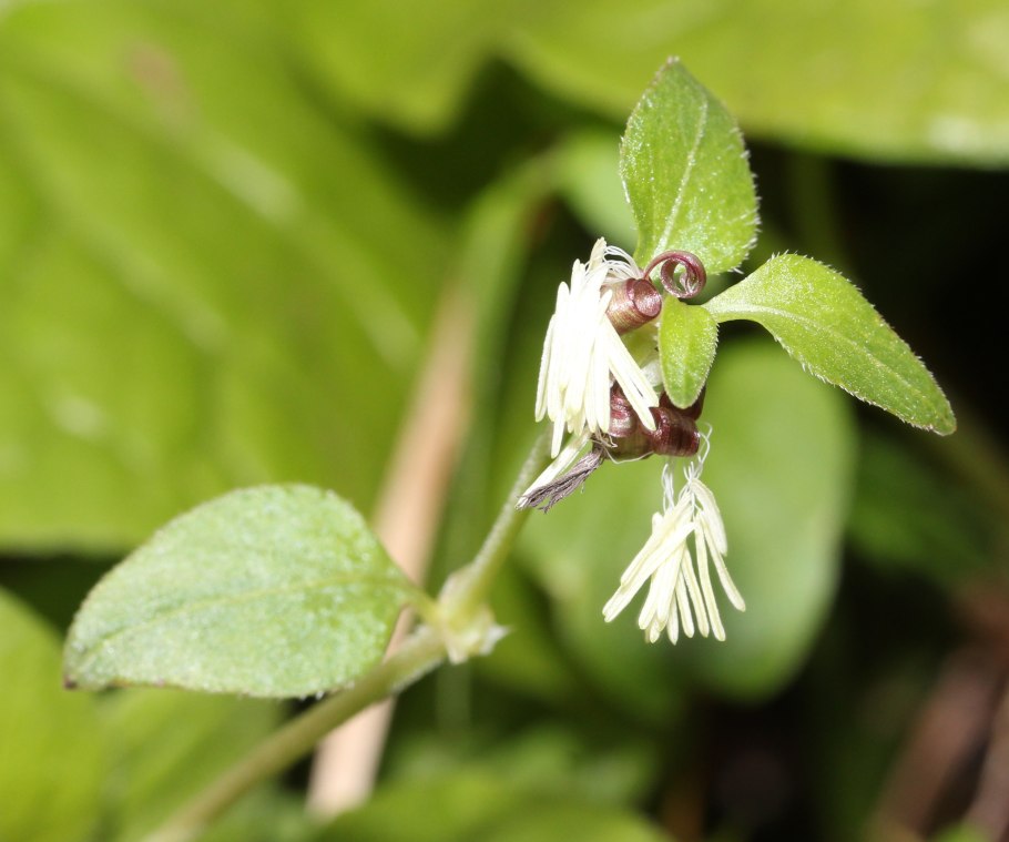 Theligonum japonicum