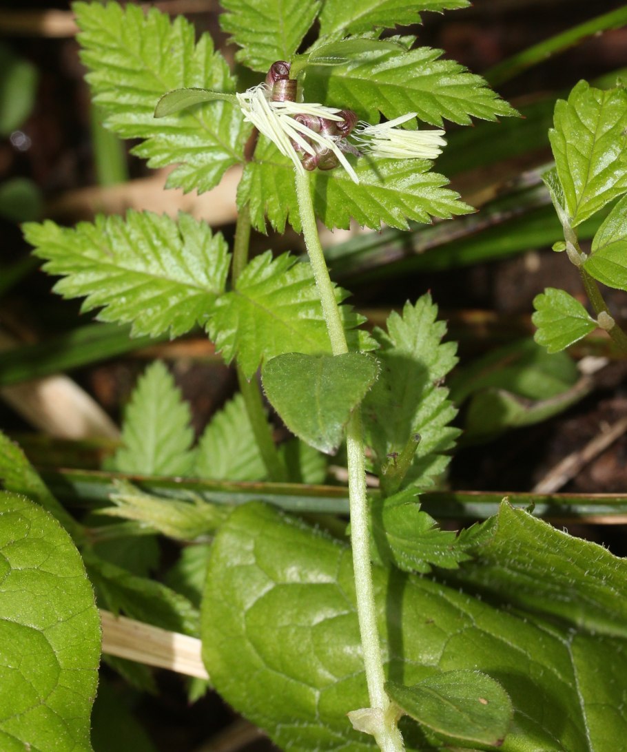 Золототысячника трава+любистока