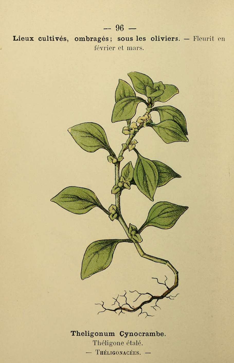 Телигонум цинокрамба фото