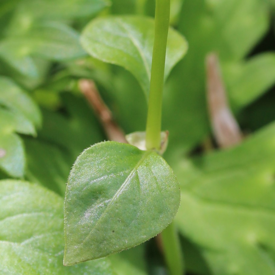 Центаури (золототысячник