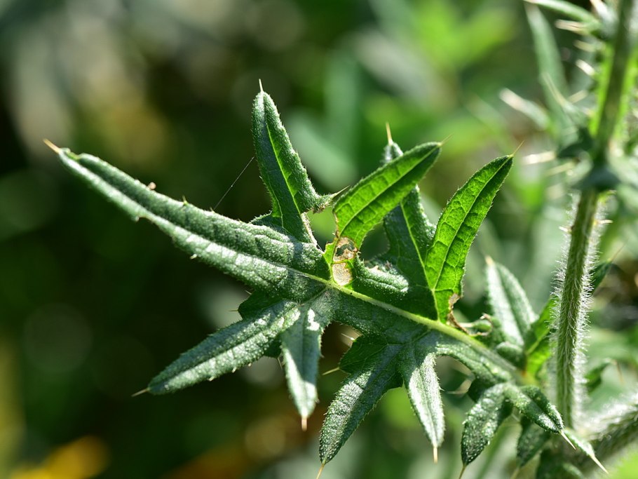 Обыкновенной каменки Oenanthe Oenanth