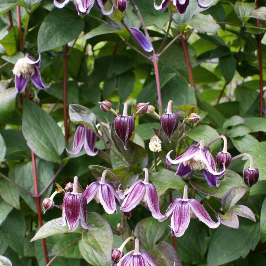 Клематис Ботанический Ян Фопма