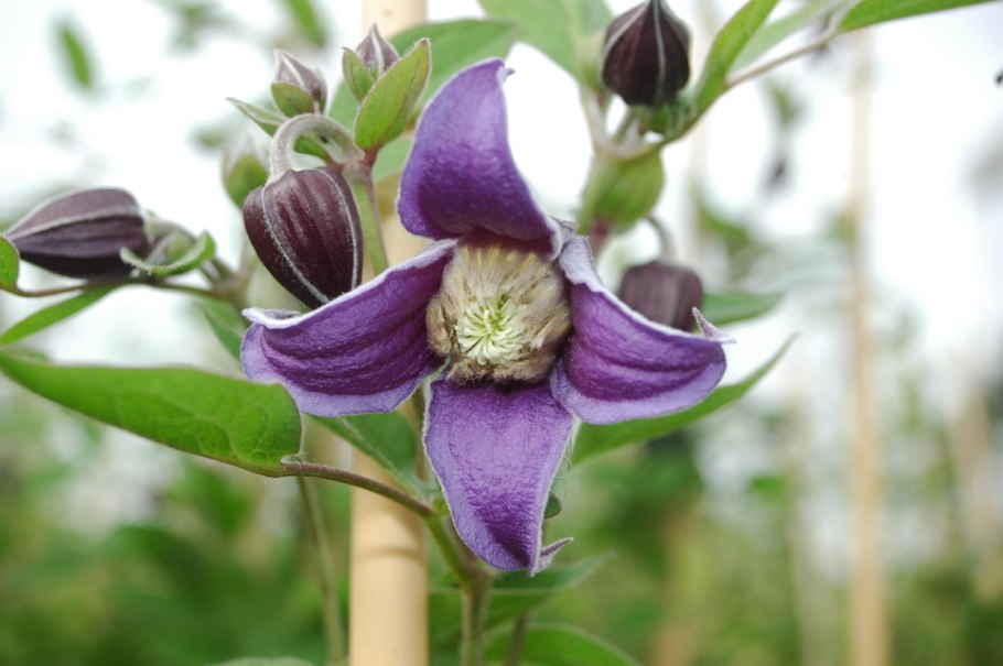 Клематис Фасцинэйшион