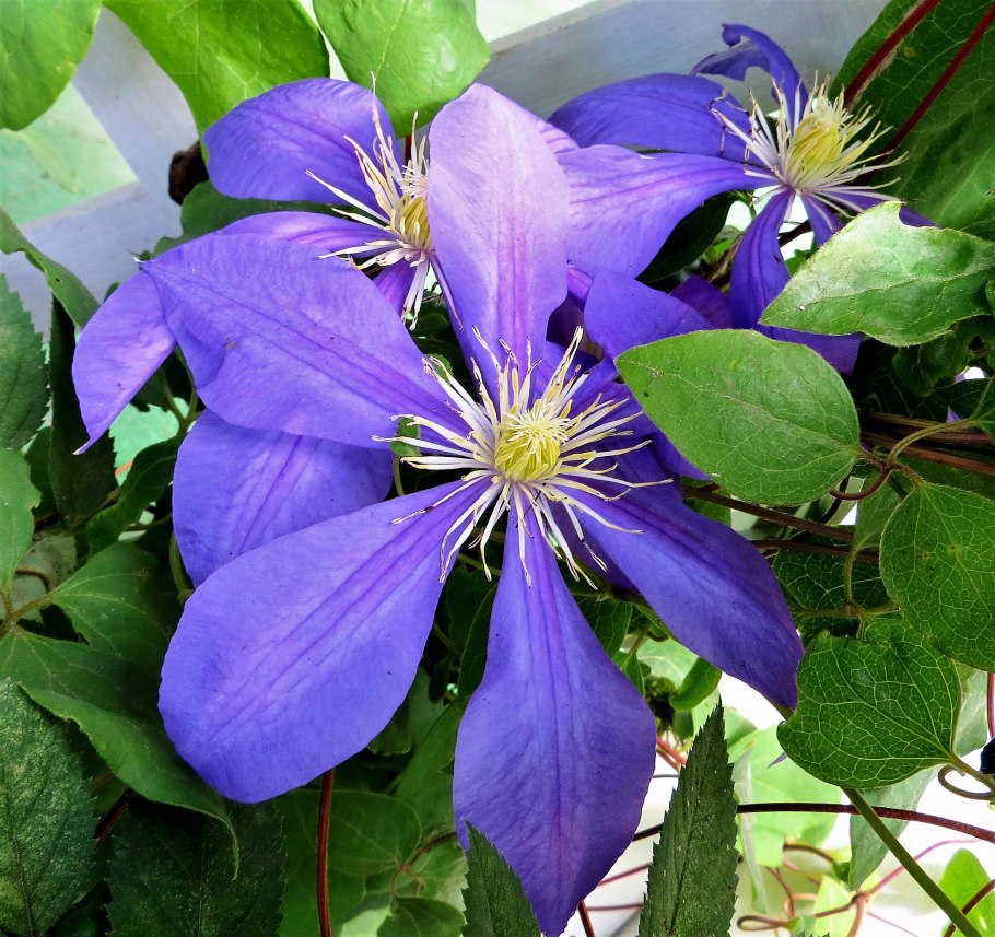 Клематис виорна Софи