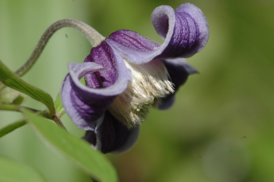 Клематис Фасцинейшн