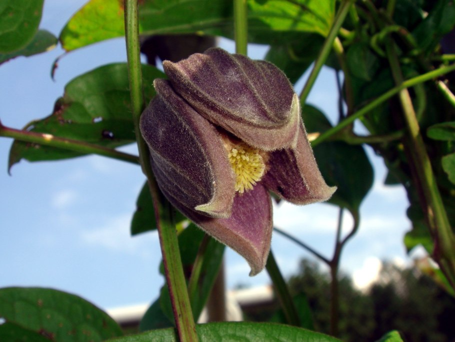Клематис Камчатский Fusca