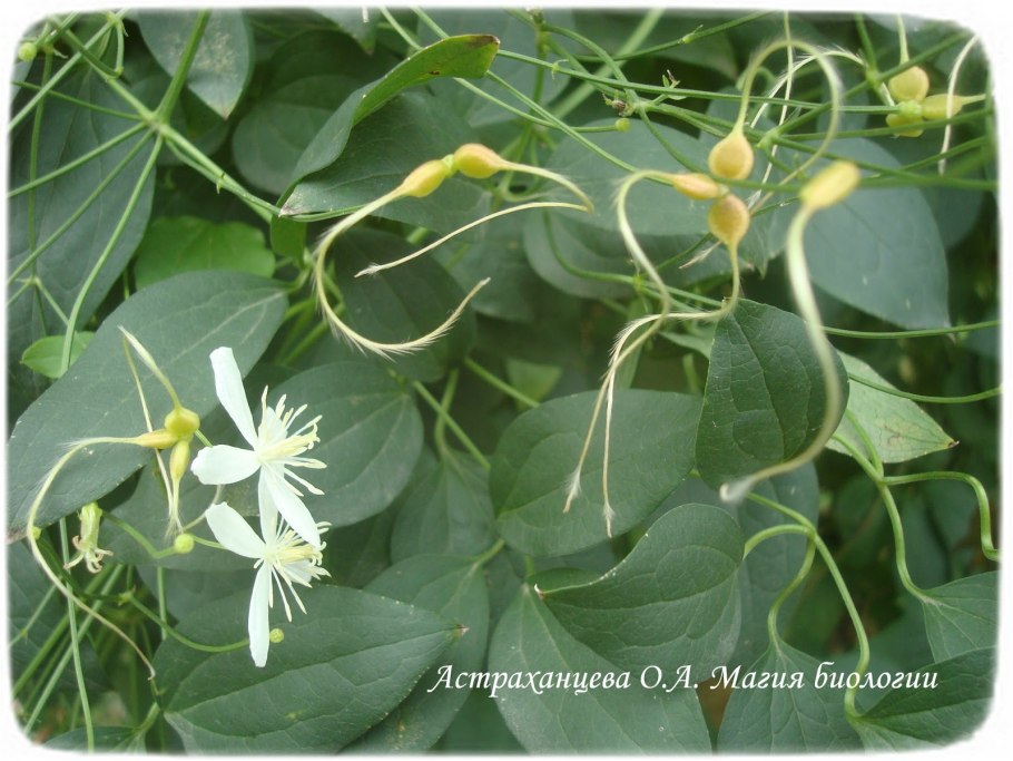 Клематис Сибирский княжик