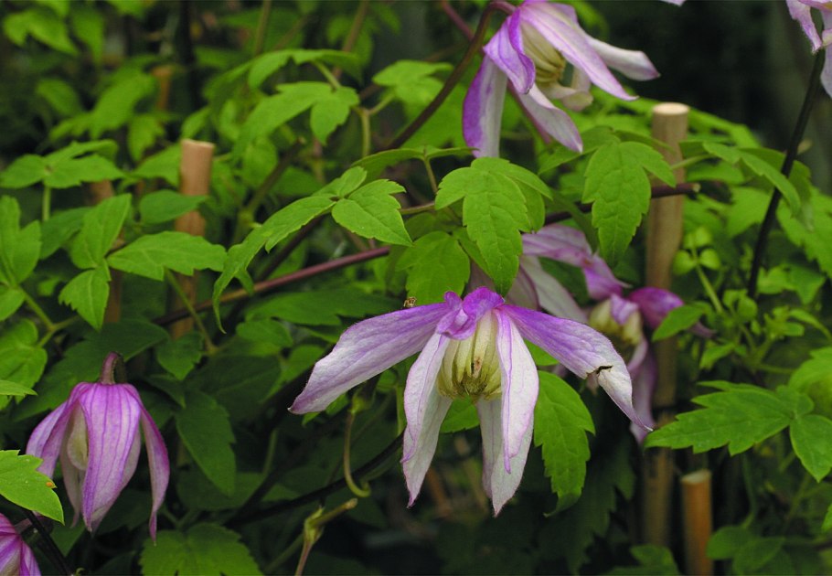 Клематис Альпийский «Pink Flamingo»