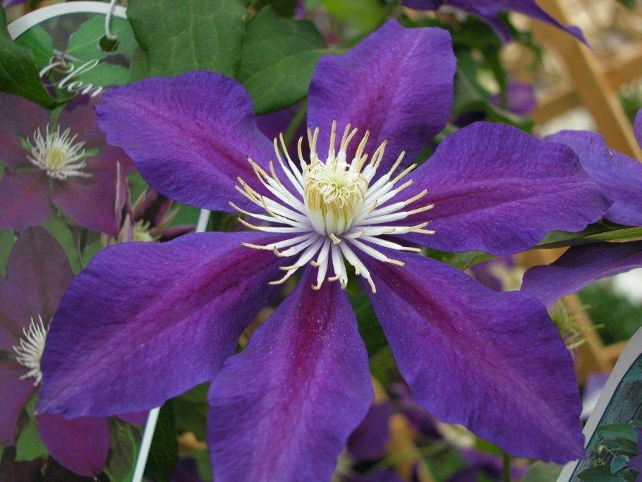 Клематис маньчжурский фламмула